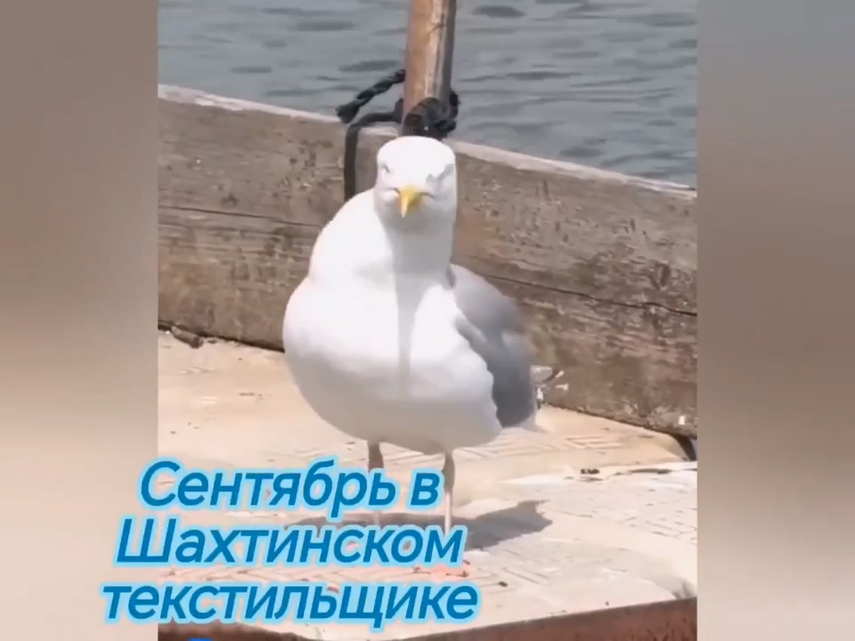 Сентябрь в Шахтинском текстильщике